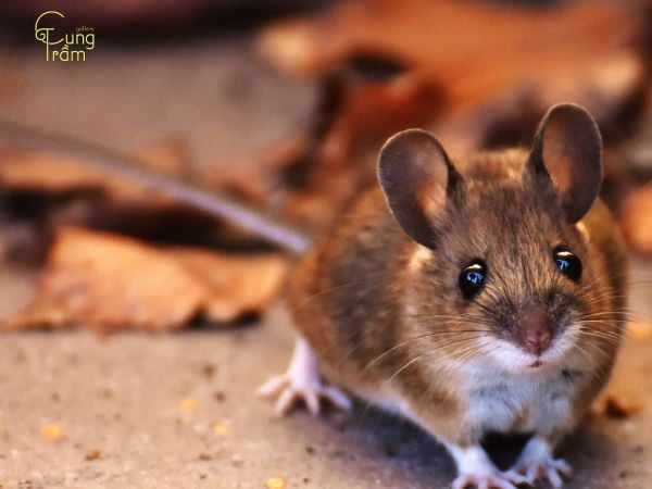 Nằm mơ thấy chuột là điềm gì? Dự báo điềm lành hay tốt?